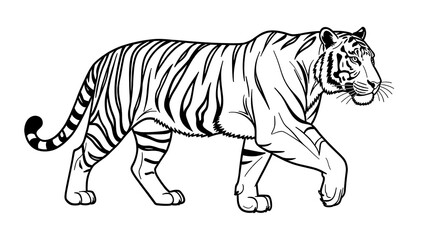 Obraz premium Tiger walking illustration on white background.