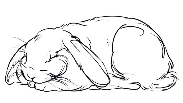 Sleeping rabbit sketch on white background.
