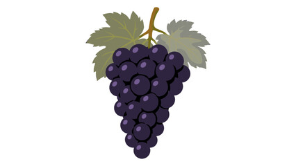 Obraz premium Purple grape bunch with leaves isolated vector illustration