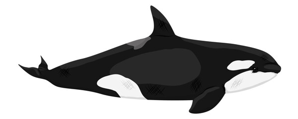 Killer whale marine mammal swimming isolated on white background © AnnstasAg