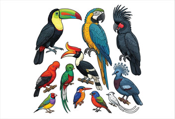 Collection Of Tropical Birds Detailed Vector Illustration On White Background © MD JAHID13