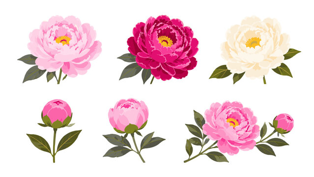 Watercolor peony flower set with pink cream blooms and buds