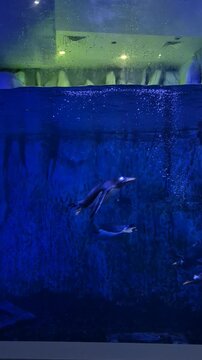 Penguins swimming in a large aquarium in the early evening