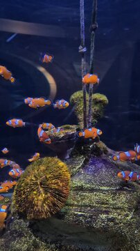 Clownfish swim among rocks and sea urchins in an aquarium at a marine center
