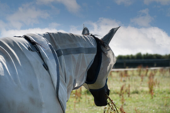 Black Horses Wearing Fly Protection Rugs and Masks in a Summer Meadow