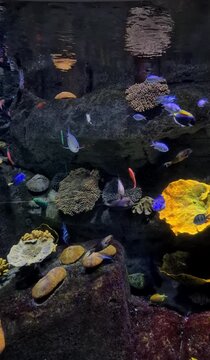 Underwater life in a coral reef aquarium in a public space