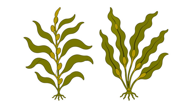 Hand drawn green seaweed and kelp plant vector set