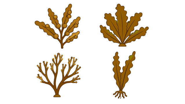 Set of brown seaweed and algae vector elements isolated