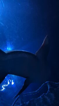 Shark swims close in an aquarium with blue water and bright lights in the background