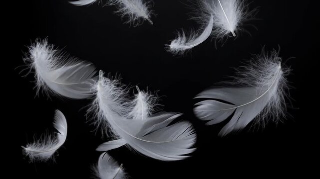 Soft white feathers floating gently on black background with delicate texture and lightness