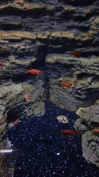 Exploring an underwater cave with colorful fish and rocky formations