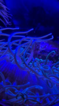Underwater life in blue light display at aquarium in the evening