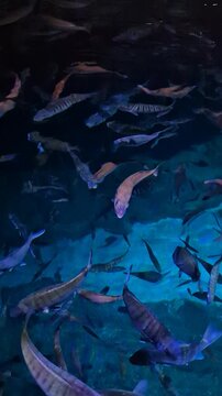 Underwater view of different fish swimming in the ocean in an aquarium setting during the evening
