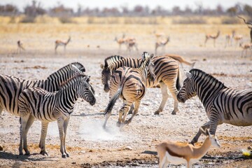 Obraz premium zebras and wildebeest