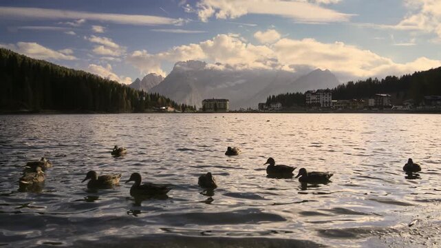Flock of Ducks Floating on Lake Misurina With Famous Hotel Surrounded by Autumn Forest in Dolomites Italy