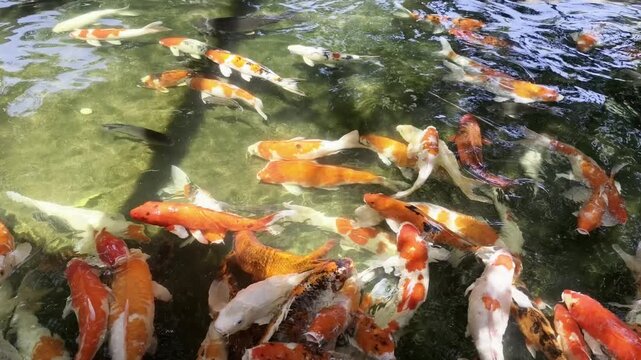 Colorful koi fish swimming energetically in a clear pond