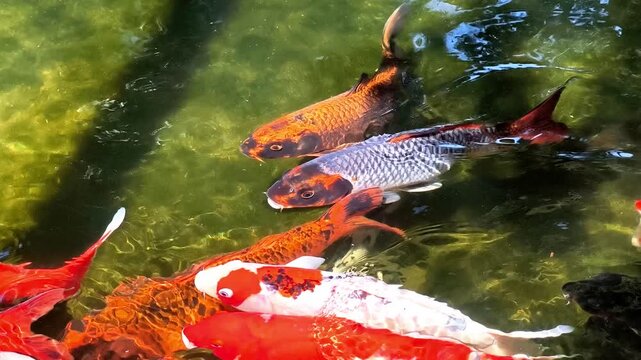 Colorful koi fish swimming gracefully in a serene garden pond