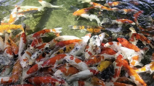 Feeding colorful koi fish swimming actively in a tranquil pond