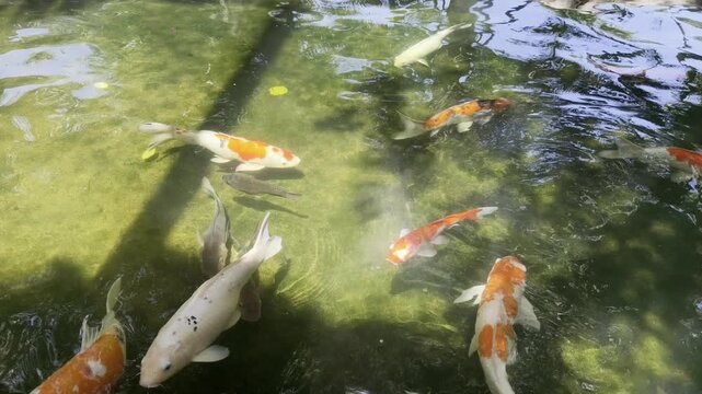 Koi Fish Swimming Calmly in a Sunlit Clear Pond