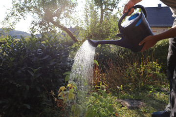 Male hands watering a young raspberry bush with a blue navy watering can during a hot summer day. Close-up gardening scene showing plant care, drought prevention, and sustainable home gardening. © Liudmyla
