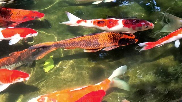 Colorful koi fish swimming peacefully in clear pond water