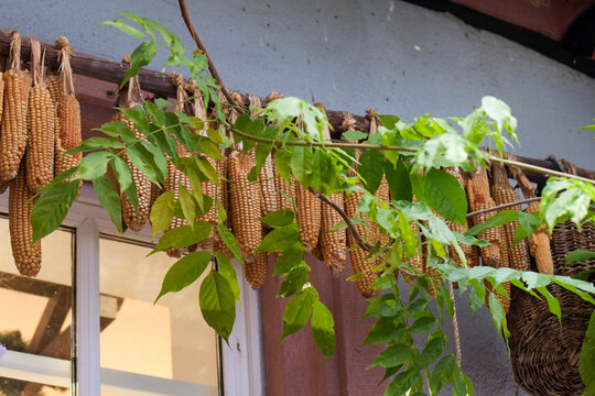 Dried corn husks hanging on a branch, decorative display