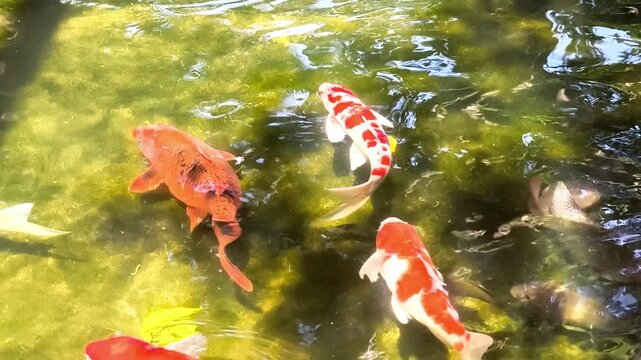 Koi fish swimming gracefully in a clear pond with sunlight reflections