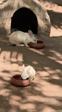 Two rabbits drinking water from bowls outdoors in sunlight near a small shelter