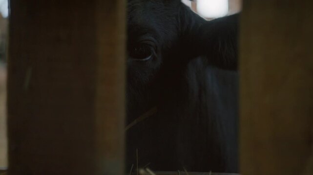 Young black cow chewing on fresh hay straw behind rustic wooden fence inside cattle pen in livestock barn. Close-up view