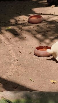 White rabbit drinking water from bowl on sandy ground outdoors
