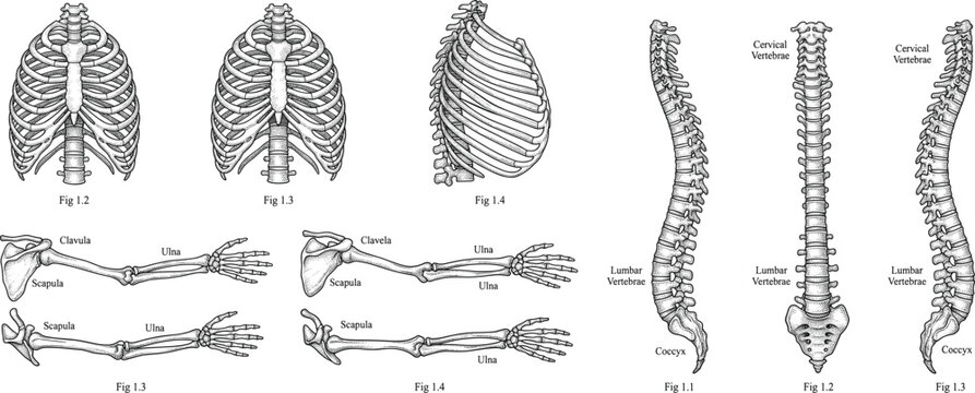 Vintage human skeleton anatomy illustration, detailed rib cage, spine column, and arm bone vector set.