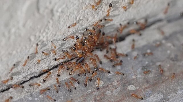 Macro Red Fire Ants Swarming at Wall Base Outdoor Infestation