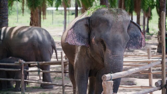 Adult Asian elephant standing near wooden fence at wildlife sanctuary.
