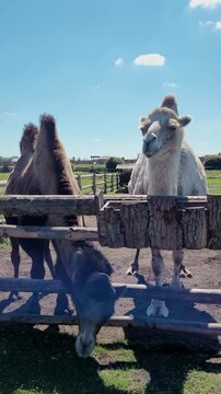 Two camels and a donkey at a farm enjoying a sunny day in the countryside