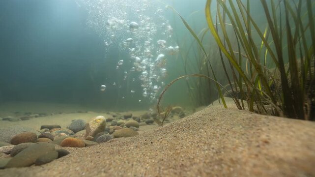Underwater river scene with bubbles rising among rocks and aquatic plants in clear freshwater