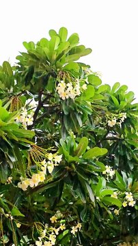 The rain fell on the frangipani flowers