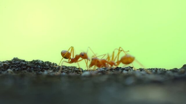 Closeup Red Fire Ants Interacting on Concrete Surface Green Background