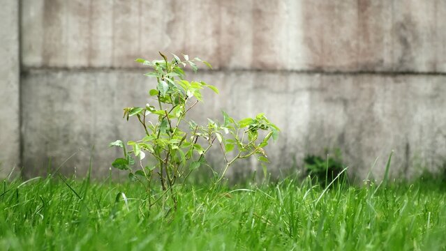 Healthy Rose bush with dry organic mulched grass. A Shrub rose seedling. Schneewittchen variety. Young rose plant with glossy green leaves on stems without thorns. Ornamental garden plant.
