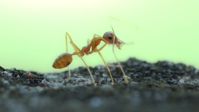 Red Ant Walking on Stone Surface Green Background in Garden