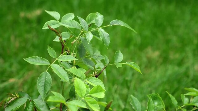 New Young Healthy growth of Rose bush seedling among green grass. Waterloo shrub variety with glossy green leaves on stems without thorns. Ornamental garden plant on blurred background. 4k footage.
