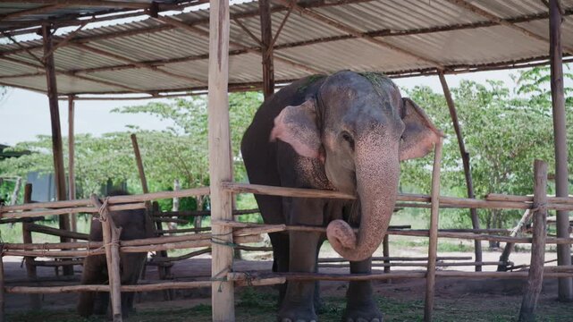 Adult Asian elephant standing near wooden fence at wildlife sanctuary.