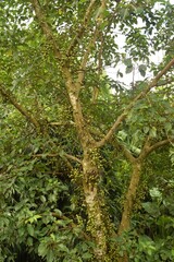 Fototapeta premium tree in the forest