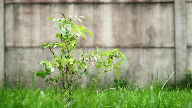 Growth of Healthy Rose bush among green lawn on gray fence background. A Shrub rose seedling. Schneewittchen variety. Young plant with glossy green leaves on stems. Ornamental garden plant.