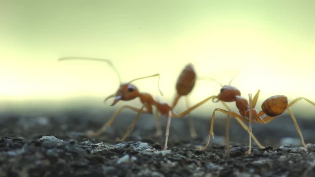 Red Ant Walking on Stone Surface Green Background in Garden