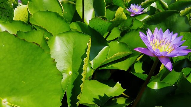 Vibrant purple water lily flower in bloom amidst green lotus leaves in pond close-up top view shot