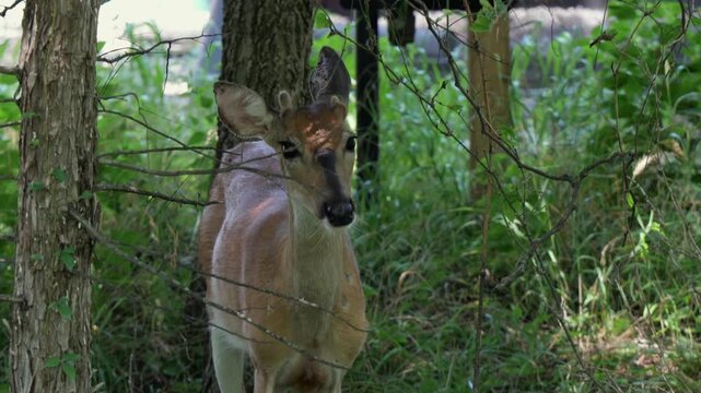 Young male white-tailed buck with velvet button antlers nibbling leaves foraging in suburban wooded area, representing wildlife adaptation to humans