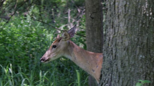 Young male white-tailed buck with velvet button antlers nibbling leaves foraging in suburban wooded area, representing wildlife adaptation to humans