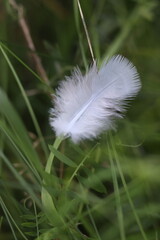 A delicate white feather rests on a blade of grass, symbolizing lightness and nature's artistry © Mateusz