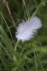 A delicate white feather rests on a blade of green grass, showcasing its soft texture and intricate details in a close-up nature shot © Mateusz
