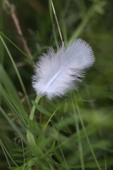 A delicate white feather rests on a blade of grass, with a soft, blurred background of lush green foliage © Mateusz